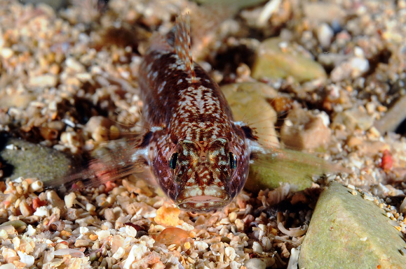 Gobius fallax by night